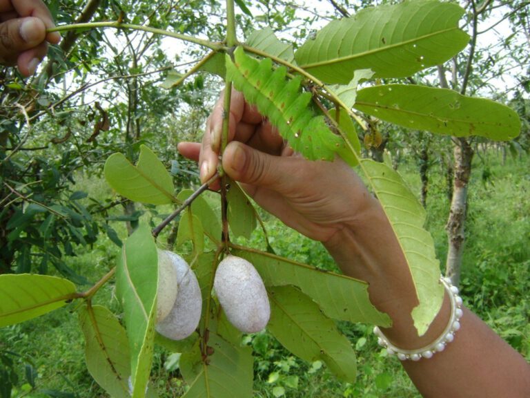 रेशम खेतीमा स्थानीय सरकारको चासो