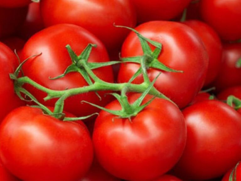 टमाटर प्रयोग गर्नुका फाइदा र बेफाइदाहरू