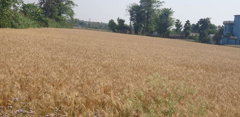 गहुँको समर्थन मूल्य तोकियो