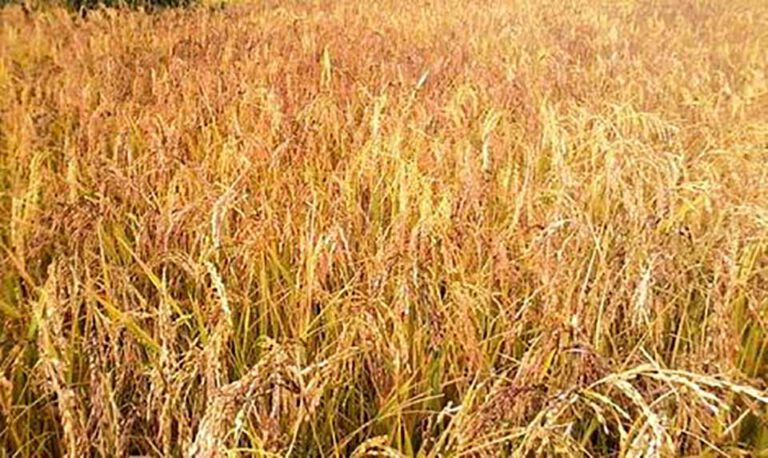 रौतटहका कृषकलाई धान काट्ने चटारो