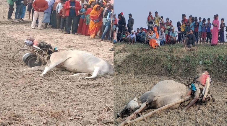 रौतहटमा करेन्ट लागेर हलो जोतिरहेका किसानसहित गोरुको मृत्यु