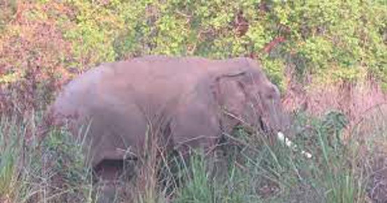 सुनसरीमा हात्तीको आक्रमणबाट आज एकजनाको मृत्यु